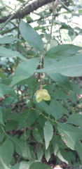 Euonymus verrucosus