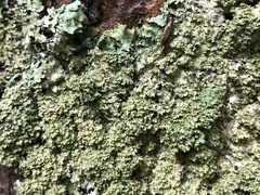 Punctelia appalachensis