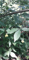 Euonymus verrucosus