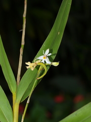 Epidendrum blepharistes
