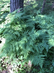 Pteridium pinetorum