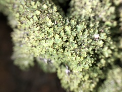 Punctelia appalachensis