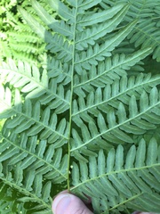 Pteridium pinetorum