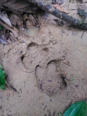 Tapirus terrestris