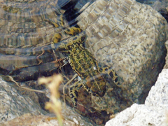 Bufotes latastii