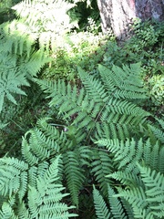 Pteridium pinetorum