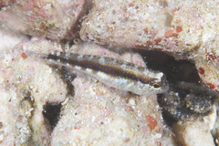 Asterropteryx striata