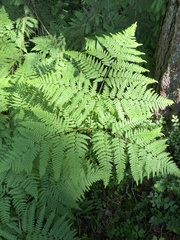 Pteridium pinetorum