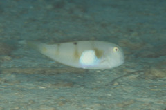 Iniistius aneitensis