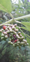 Sambucus racemosa