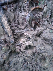 Dasyprocta fuliginosa