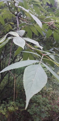 Sambucus racemosa
