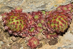 Sempervivum minutum