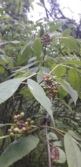 Sambucus racemosa