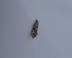 Nemapogon auropulvella