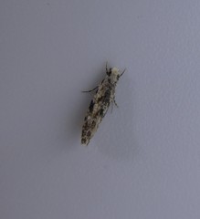 Nemapogon auropulvella