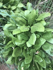 Primula pauciflora zionensis