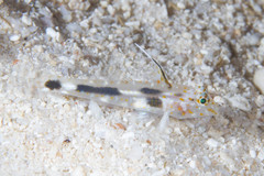 Fusigobius inframaculatus