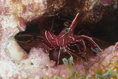 Rhynchocinetes durbanensis