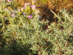 Ulex argenteus argenteus
