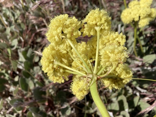 Eriogonum compositum var. leianthum