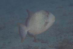 Pseudobalistes flavimarginatus