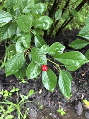 Prunus fruticosa