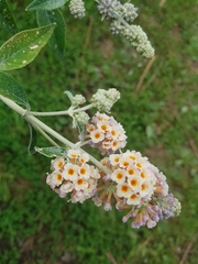 Buddleja weyeriana