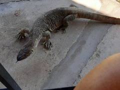 Varanus albigularis angolensis