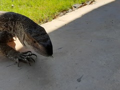 Varanus albigularis angolensis