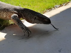 Varanus albigularis angolensis