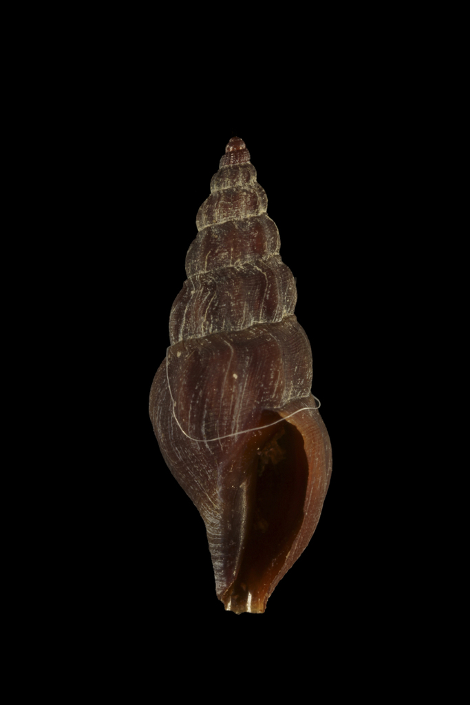 Bela fuscata