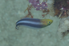 Pseudochromis bitaeniatus