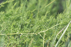 Asparagus pallasii