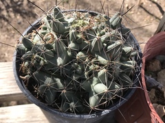 Coryphantha macromeris runyonii
