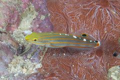 Koumansetta rainfordi