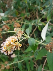 Buddleja weyeriana