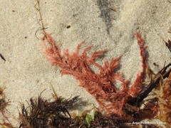 Sphaerococcus coronopifolius