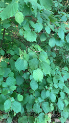 Corylus avellana