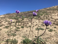 Dipterostemon capitatus