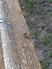 Episyrphus balteatus