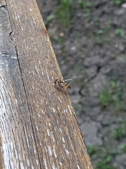 Episyrphus balteatus