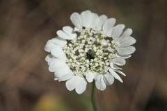 Artedia squamata