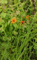 Tephroseris porphyrantha
