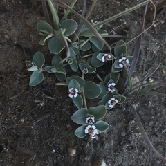 Euphorbia albomarginata