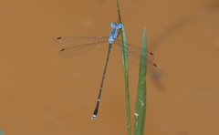 Lestes dorothea