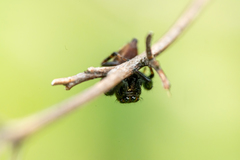 Macaroeris nidicolens