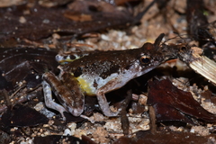 Hylophorbus