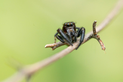 Macaroeris nidicolens