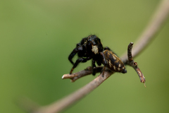 Macaroeris nidicolens